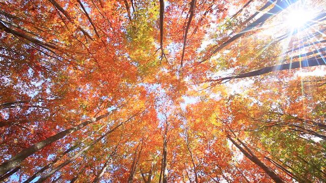 紅葉のブナ林と木もれ日