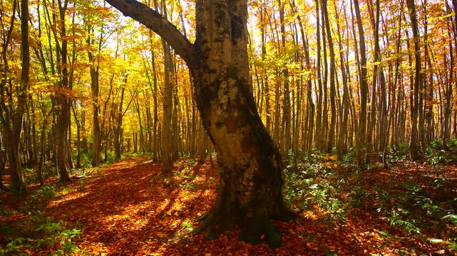 紅葉のブナの巨木と木もれ日