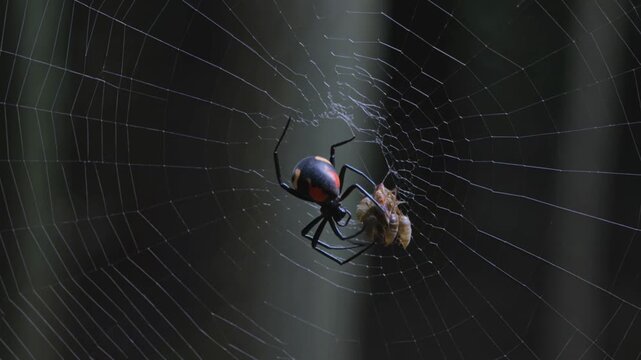 Spider eating prey on its intricate web in dark environment.
