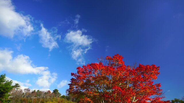 タプコプ創遊村の古民家とモミジの紅葉