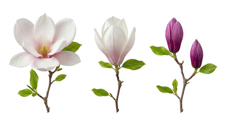 Fototapeta premium Magnolia Flowers and Buds on Branches, Isolated White Background