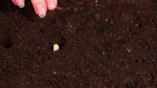 Close up of hand planting seed into dark rich soil for growth and cultivation.