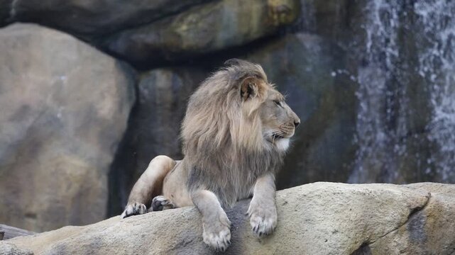 High-definition video of lions from the Fort Worth Zoo in Texas, USA.