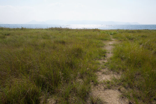 High-resolution landscape of a narrow walking path through a sunlit grassy field leading to the sparkling Seto Inland Sea, Japan.