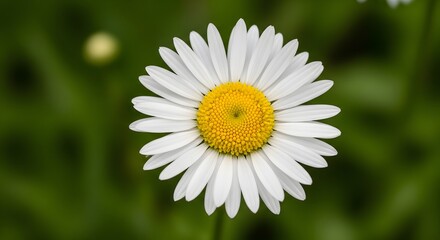 Fototapeta premium Close up of a daisy a portrait of natural beauty and delicate simplicity