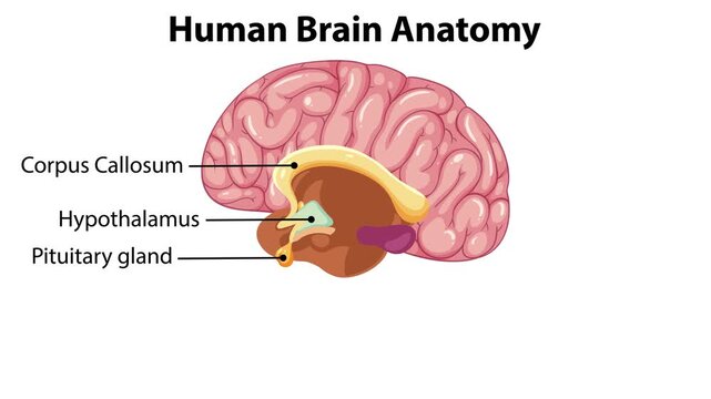 Educational video on human brain anatomy featuring animated labels for corpus callosum, hypothalamus, pituitary gland, pineal gland, thalamus, cerebellum, and brain stem on white background.