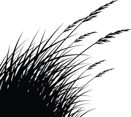 Black silhouette of wild meadow grass and reed plants isolated on white background for design © SAIF820