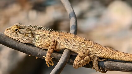 Obraz premium Close-up of Indian Garden Lizard Resting on Cable with Natural Background