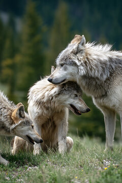 Three Majestic Wolves Interacting in a Grassy Forest Clearing.