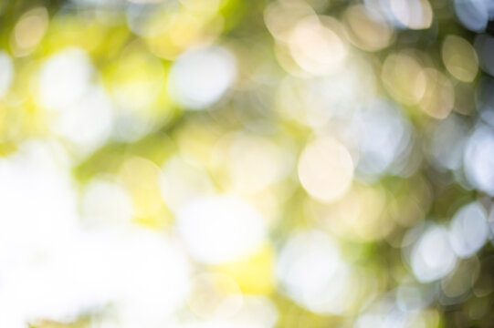 Vibrant Nature Bokeh Background, Bright White and Green Soft Focus Sunlight Filtering Through Summer Leaves.