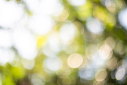 Bright Ethereal Nature Bokeh Background, Soft Focus Sunlight Filtering Through Summer Leaves with High-Key Light Effects.