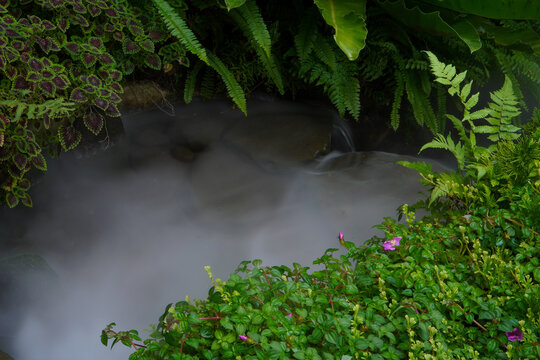 Tropical moss and fern garden with unique waterfalls and humid loving plants and flora