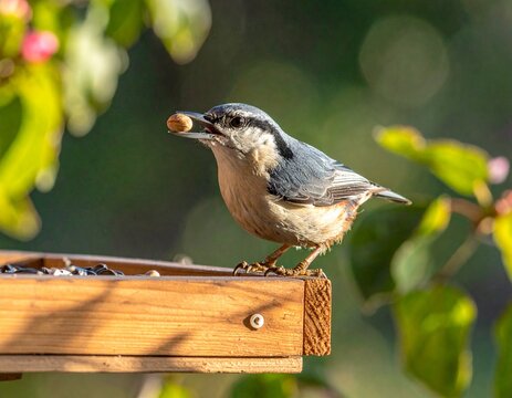 Nuthatch Feeding at Window Feeder