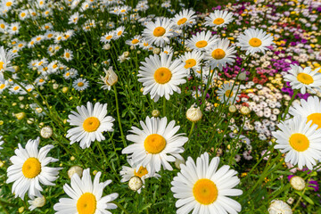 Fototapeta premium Daisies and other flowers background, Qingdao, China
