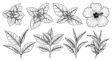 Herbal Tea Collection: Hand-Drawn Botanical Illustrations of Mint, Basil, and Hibiscus © Roni