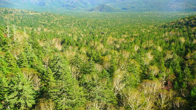 三国峠から望む樹海と西クマネシリ岳などの山並み