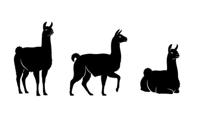 Set of llama silhouettes in standing walking and sitting poses isolated on white background © Md Humaun