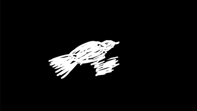 2d Animation motion graphics drawing of a black bird, crow, raven flying on white, black and green screen in 4K ultra-high-definition.