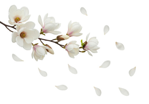 Delicate white magnolia branch with falling flower petals isolated on transparent background