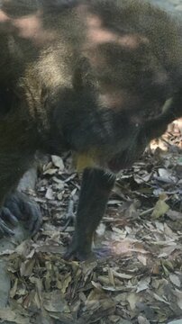 APPROACH TO A CALM MANDRILL