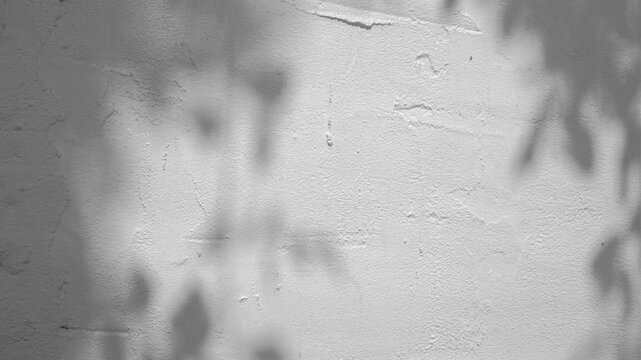 Soft natural light casts moving leaf shadows on a white plaster wall, creating a calm minimal background. Perfect for nature, zen and aesthetic visual concepts.
