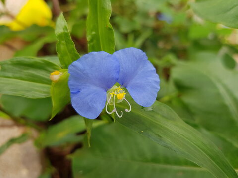Commelina benghalensis (Benghal dayflower, tropical spiderwort) with vivid blue petals, yellow stamens, and white styles, blooming among lush green leaves in a natural outdoor setting.
