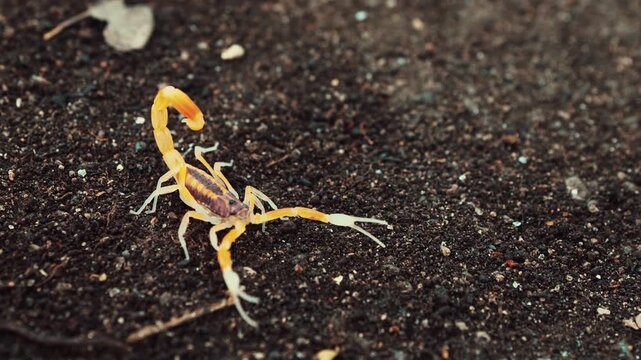 Antique rusty railway track switch mechanism resting in weeds
