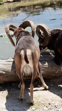 PAIR OF MOUFLONE SHEEP EATING NEAR THE LAKE
