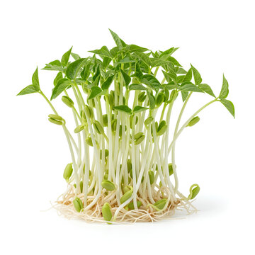 Freshly Sprouted Mung Bean Sprouts A Healthy Culinary Ingredient.