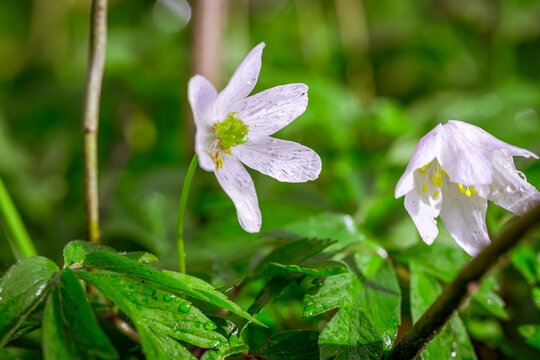 Das Buschwindr&ouml;schen &ouml;ffnet behutsam seine Bl&uuml;tenbl&auml;tter, um das erste Licht des Morgens einzufangen. Noch h&auml;ngen die Diamanten des letzten Regenschauers an den Bl&auml;ttern und Bl&uuml;ten, als h&auml;tte die Natu
