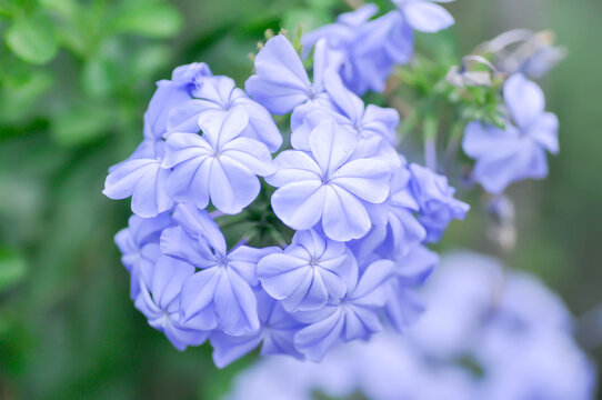 Sky Flower