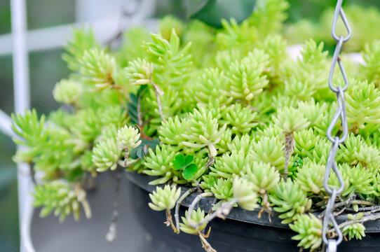 Sedum Golden Moss or Sedum lineare, crassulaceae or Herbaceous perennial or Sedum acre Oktoberfest or Sedum Octoberfest or Sedum sp or stonecrop or succulents