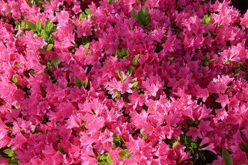 Fototapeta premium Azalea flowers in morning light