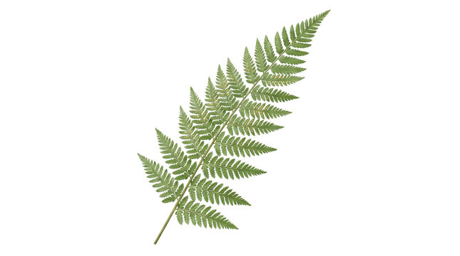 Green fern frond with visible sori spores isolated on white background, botanical nature illustration