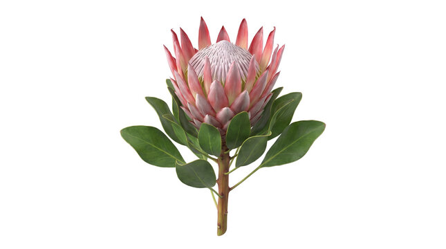Single King Protea Flower Isolated on White Background, Pink Protea Cynaroides with Green Leaves