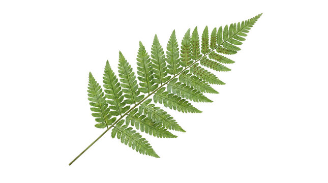 Vibrant green fern frond with fresh water drops and spores isolated on white background