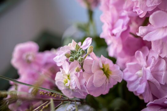 アラセイトウ（紫羅欄花）