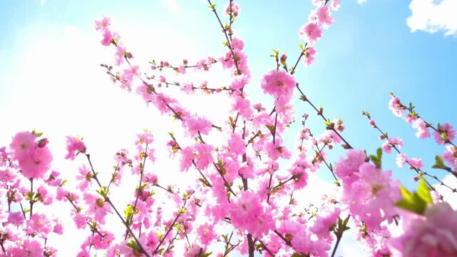 Beautiful cherry blossom in full bloom. sakura in spring time over blue sky. Focus flower cluster 4K