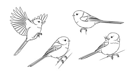 Isometric long tailed tit birds set 3d style poses vector illustration isolated on white background © Md