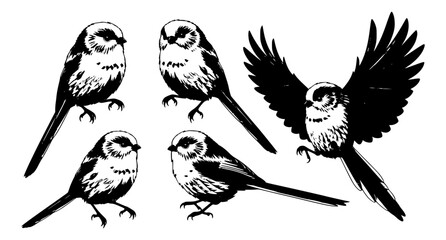 Cartoon long tailed tit birds set playful poses cute vector illustration isolated on white background © Md