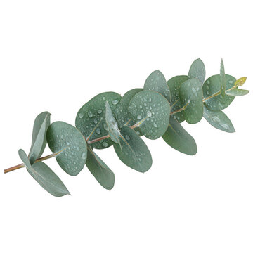 A single stem of silver dollar eucalyptus featuring round dusty green leaves on a thin woody branch