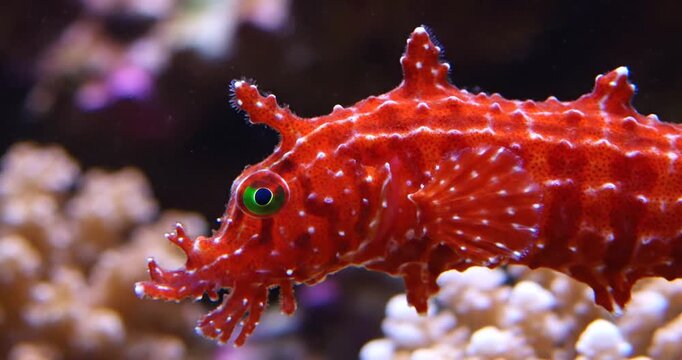 Colorful red cuttlefish swimming gracefully among vibrant coral reef in a tropical aquarium