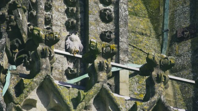Close-up aerial shot of a peregrine falcon perched on the detailed stonework of Salisbury Cathedral with gothic architectural textures in Wiltshire England UK