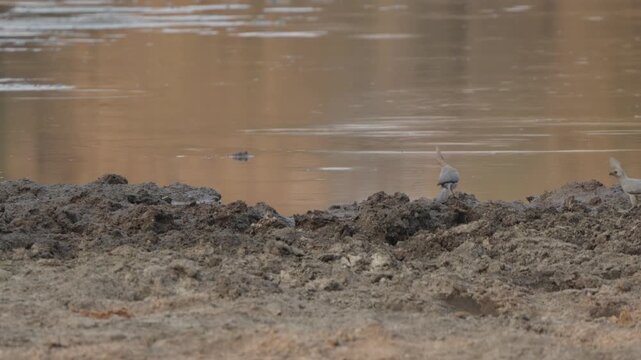 Grey go-away birds at a muddy watering hole in slow motion; one hops into frame from the right while the other stays alert, looking around near the water&rsquo;s edge.