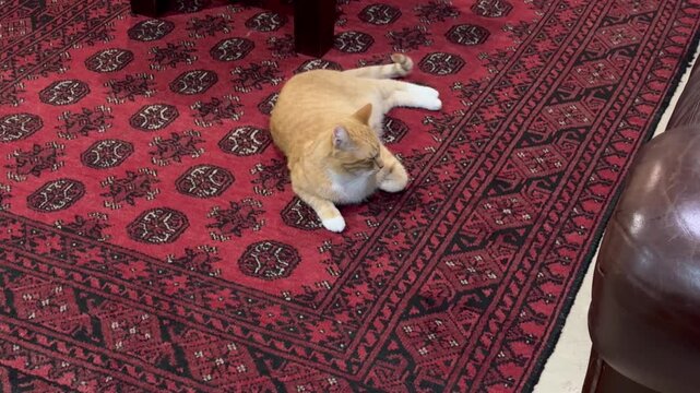A ginger cat lies on a Persian rug.