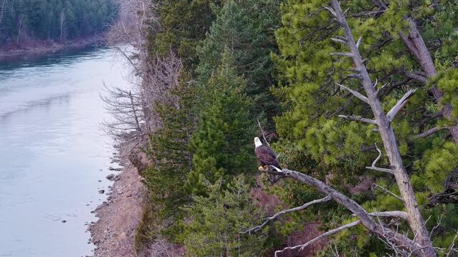 Drone shot of a bald eagle perched on a leaning pine tree above a calm blue-green river lined with forest near Glacier National Park in Montana