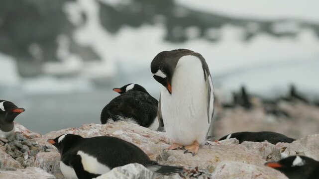 Gentoo penguin bends to preen its chest feathers beside a fluffy juvenile chick on guano-covered rocks in a large Antarctic coastal colony with snowy mountains behind