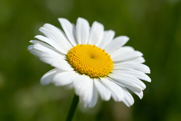 Fototapeta premium Close-up of a daisy, with a yellow center and a green background.