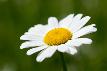 Fototapeta premium Daisy flower closeup with yellow center, green background, natural soft tone