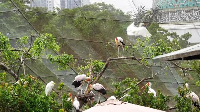 stork and cattle egret on tree branches in harmony, the way stork walking on the tree branches, white bird on the tree branches, busy afternoon in the bird park